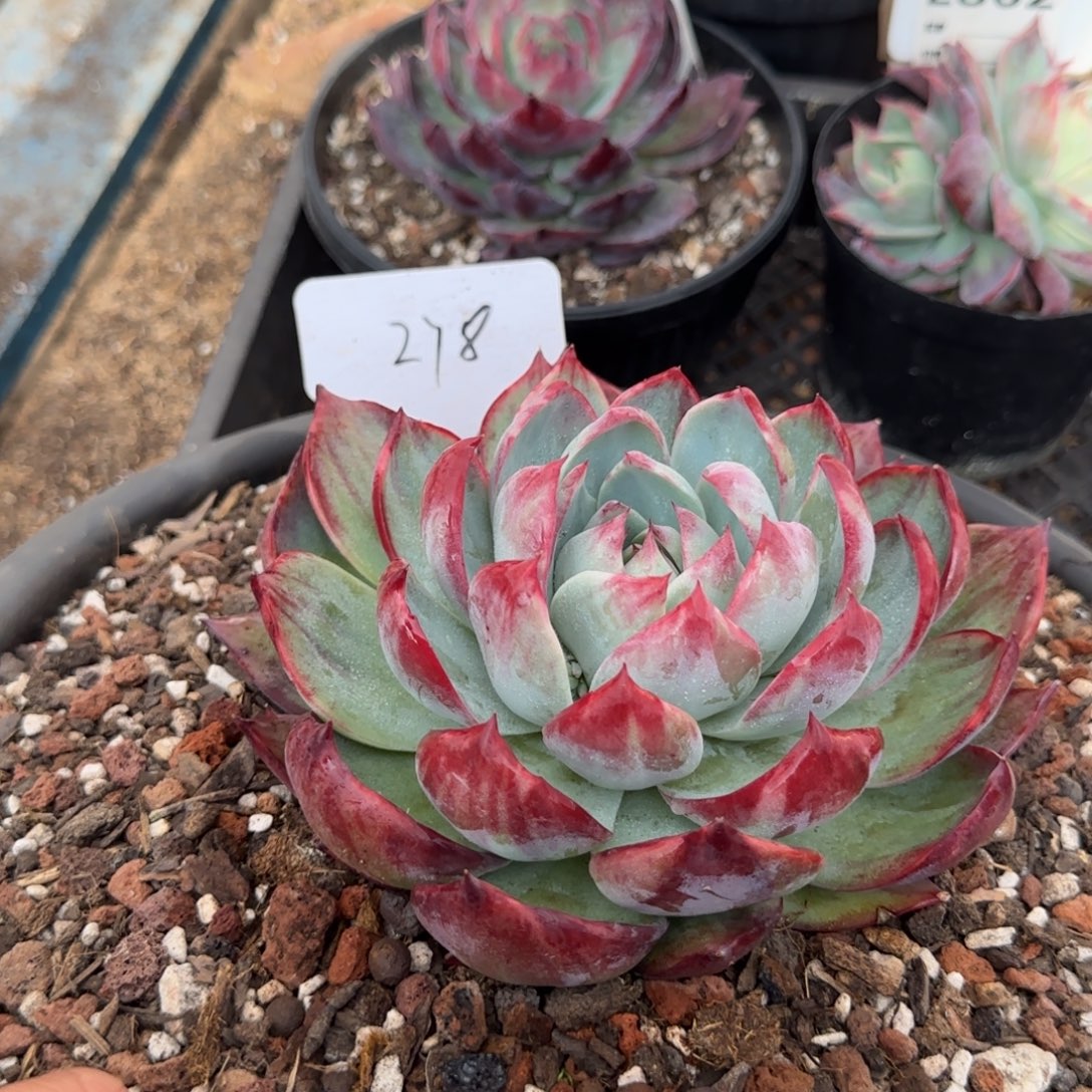 花脸惊鸿一物一拍包装收缩花旱278