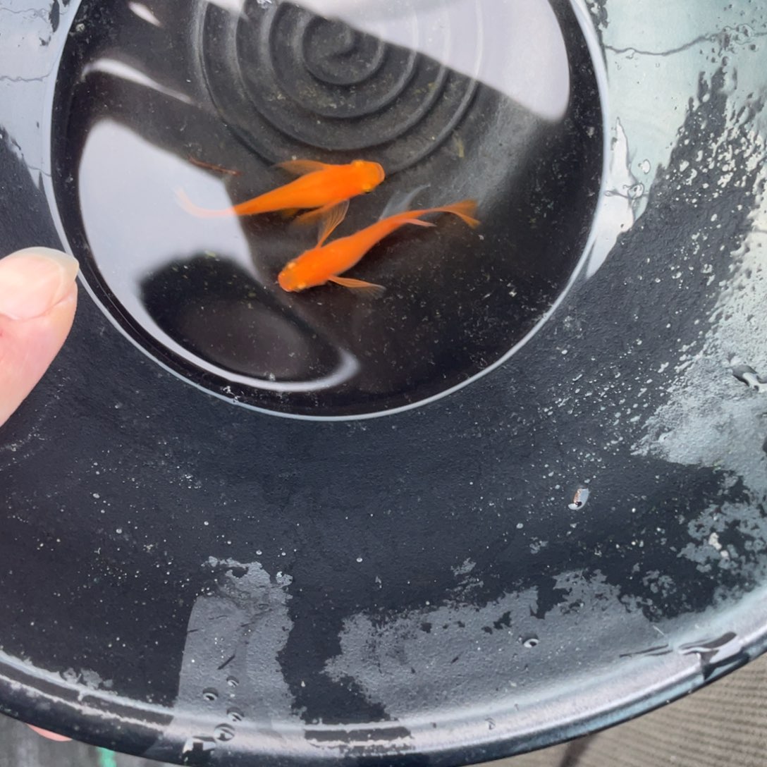 谈***风海水鱼火羽一对哦