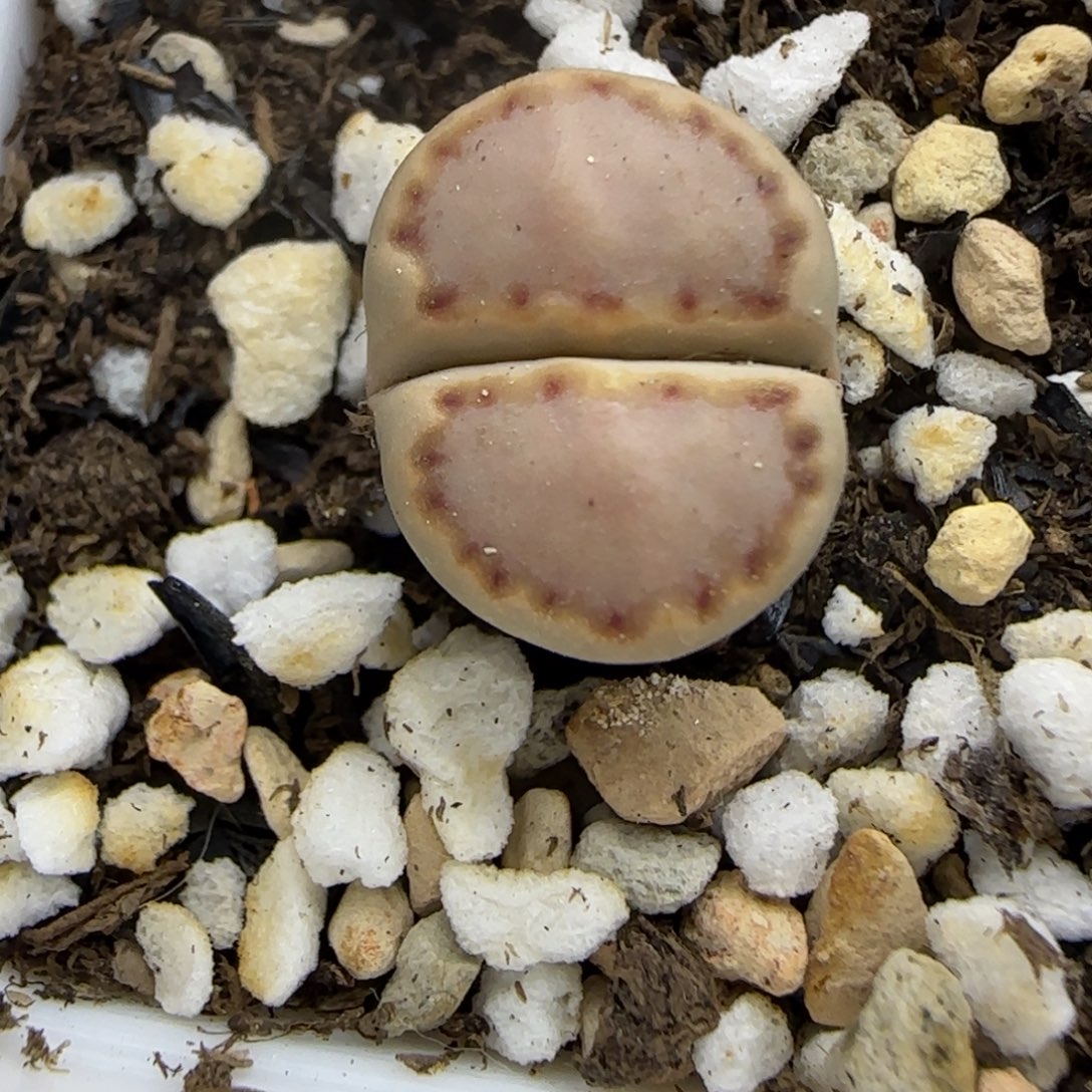 464 生石花大棚直播