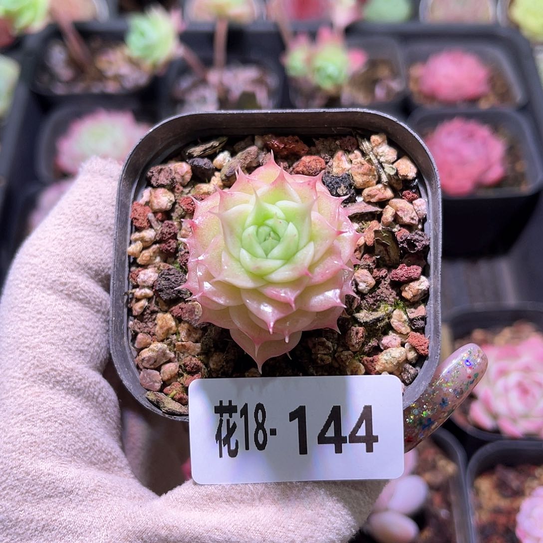 花利美18-144麦秆单头