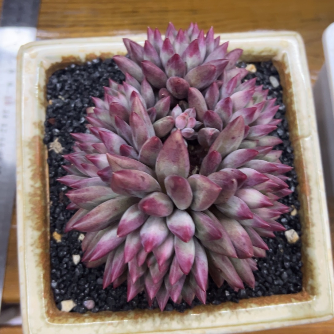 张张精品多肉虞美人