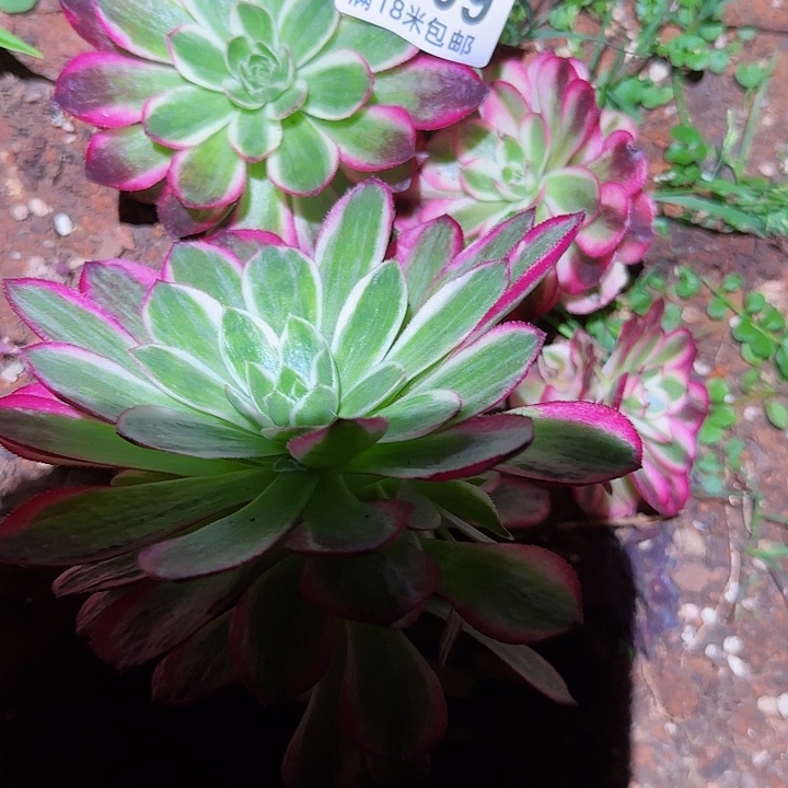 多肉法师淘宝福利