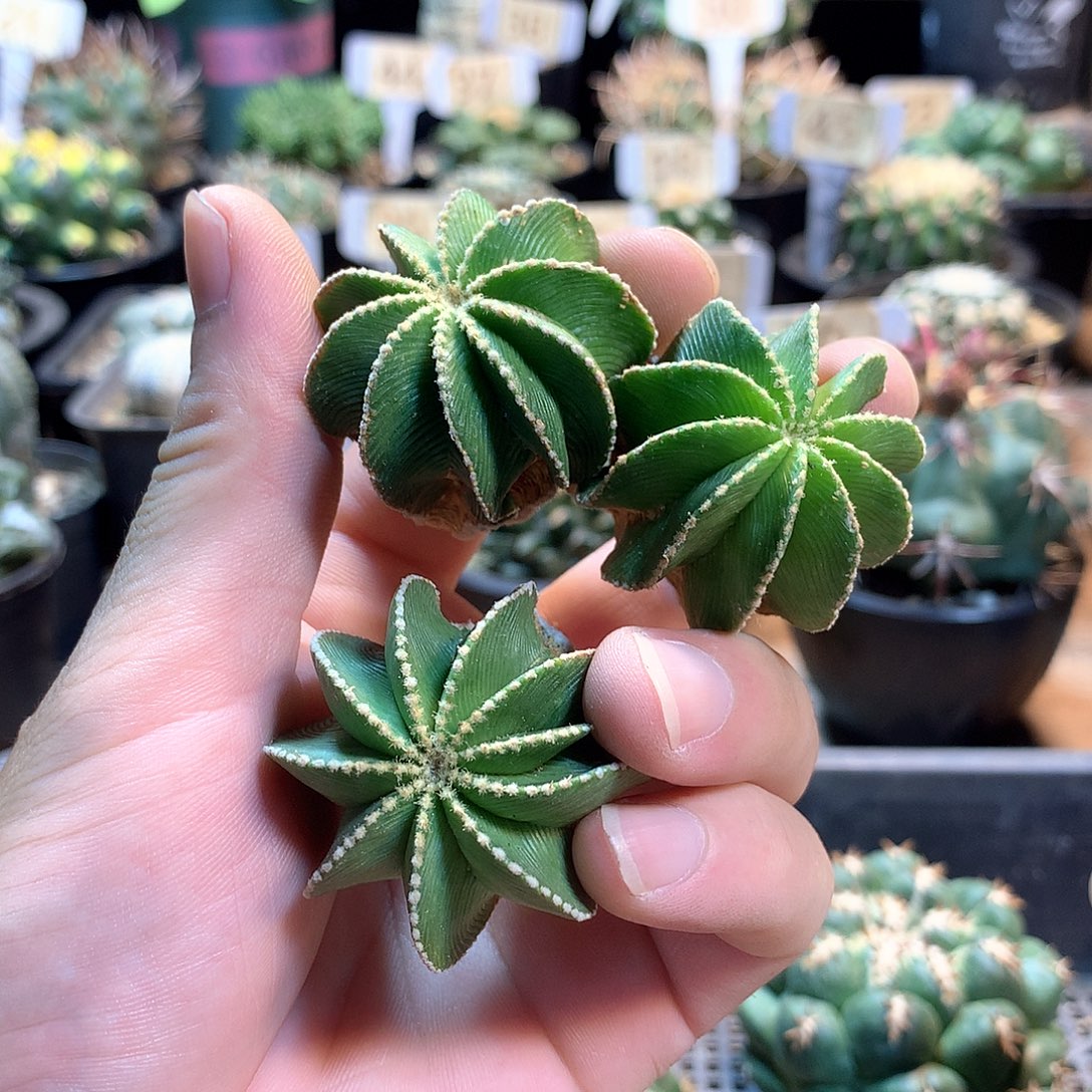 辛顿花笼没根一颗            