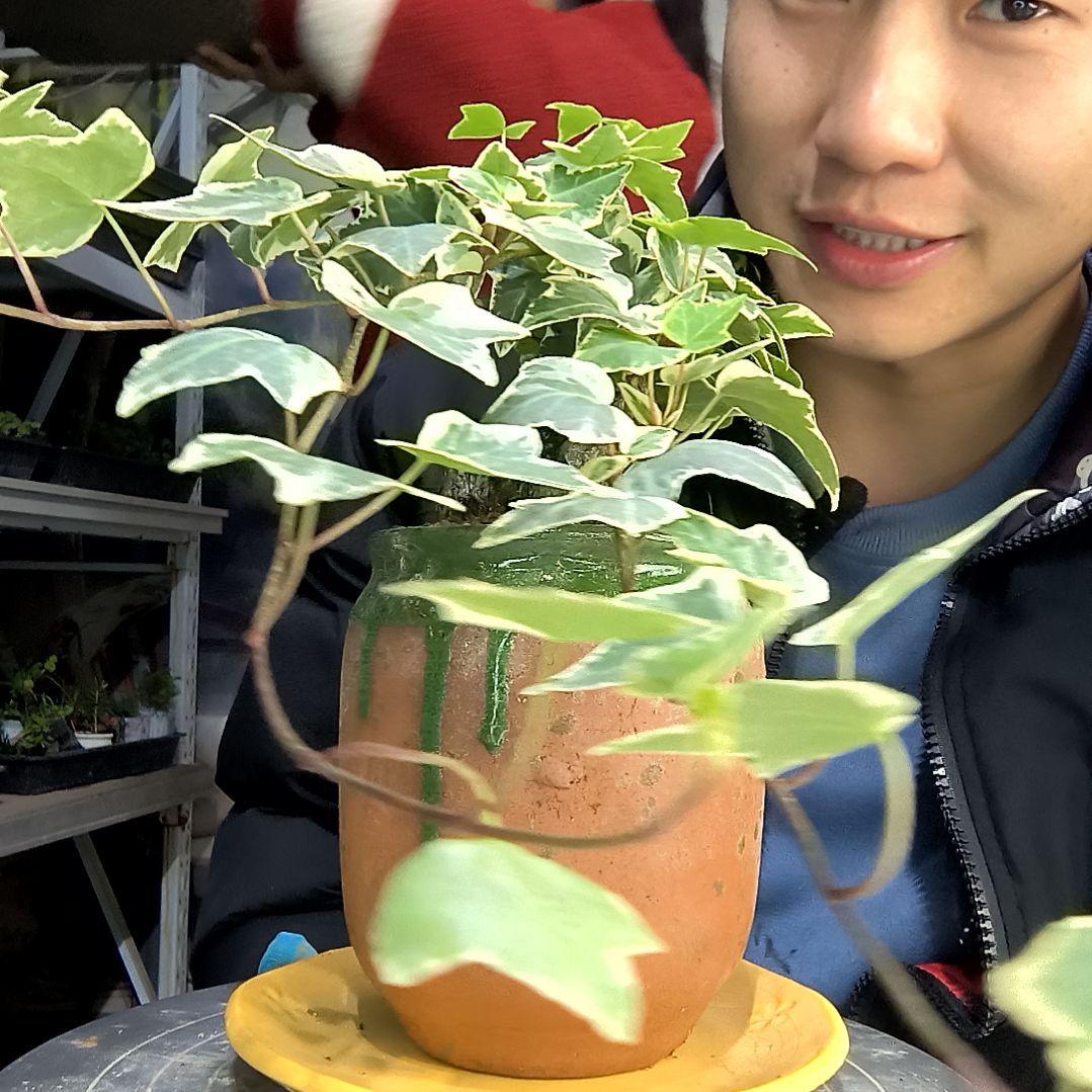 云**径中青园艺一物一拍409