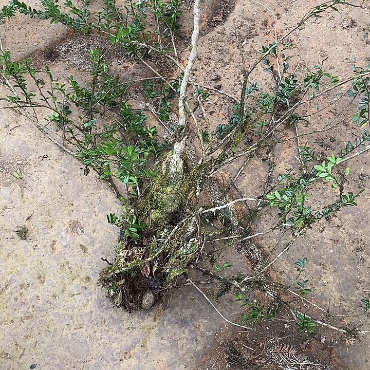 完全开放你们都是很喜欢的