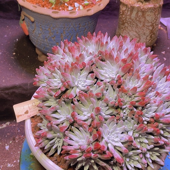 小鹿多肉一物一拍511