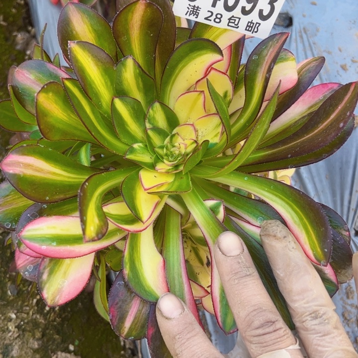 爱马仕多肉植物法师4593