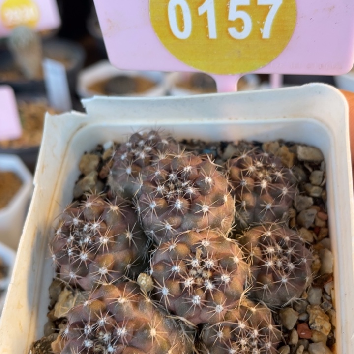 实生龙爪群01570157