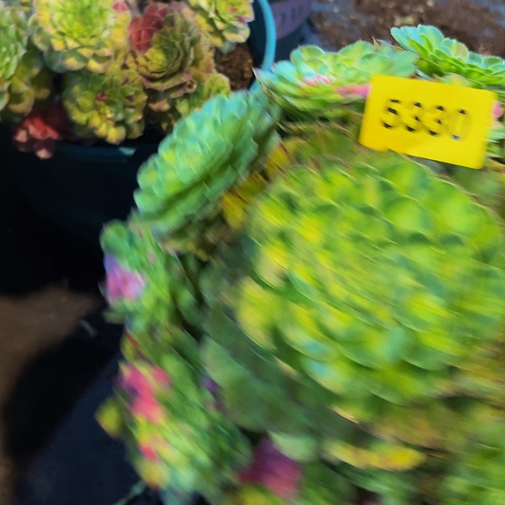 有***情哈哈多肉葡萄福利5330个