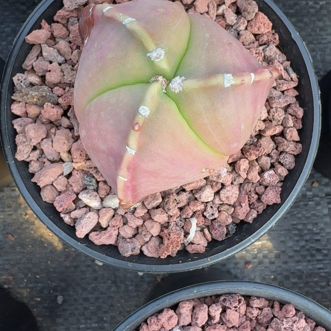 三***旬仙人球三角琉璃实生根