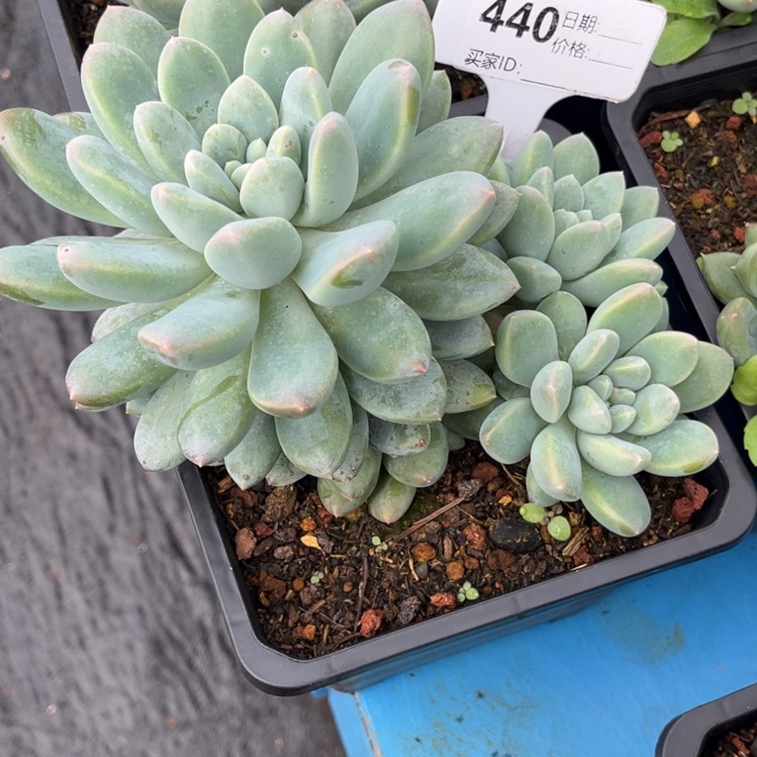 美人系多肉植物440