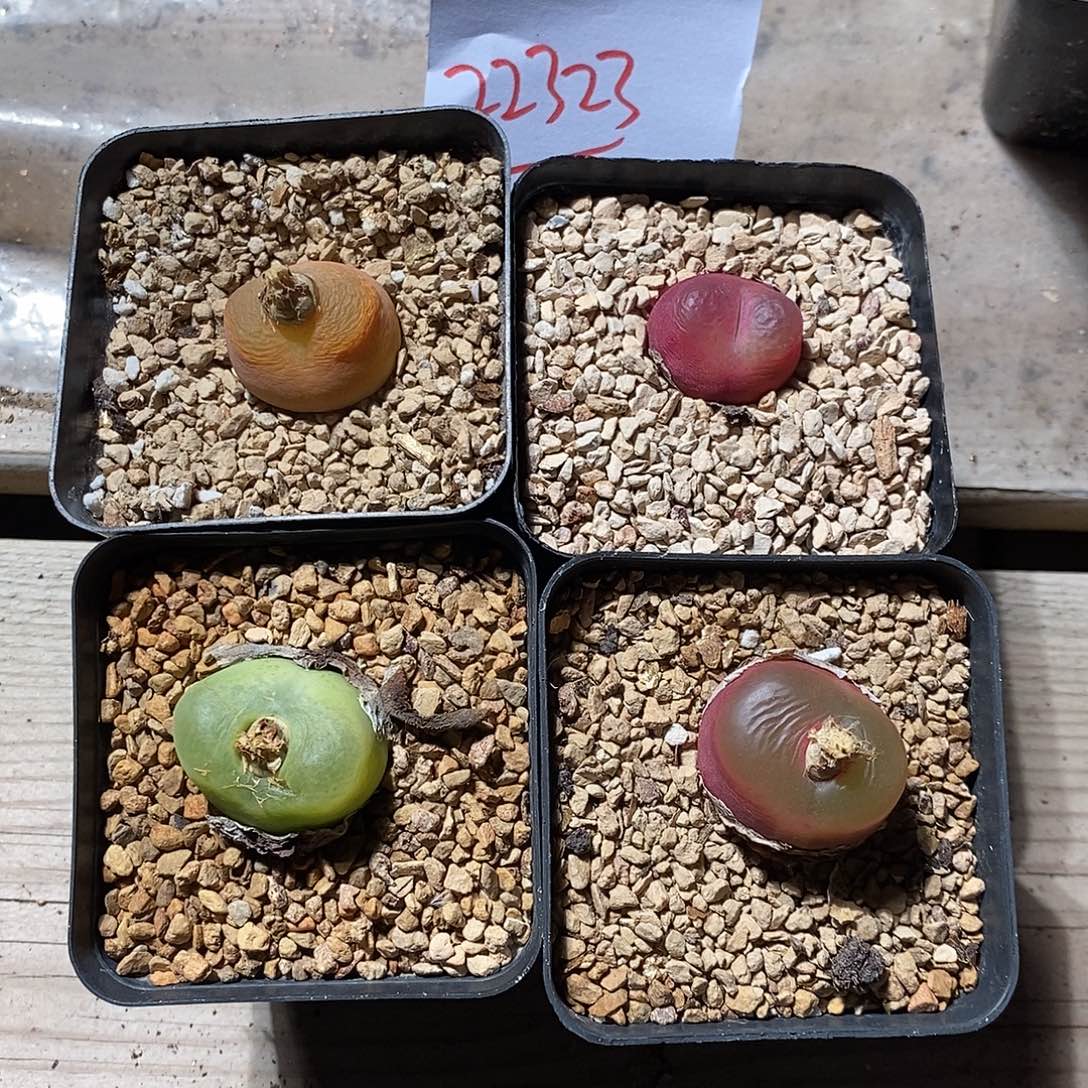 香***腿22323。    一组。    带盆 