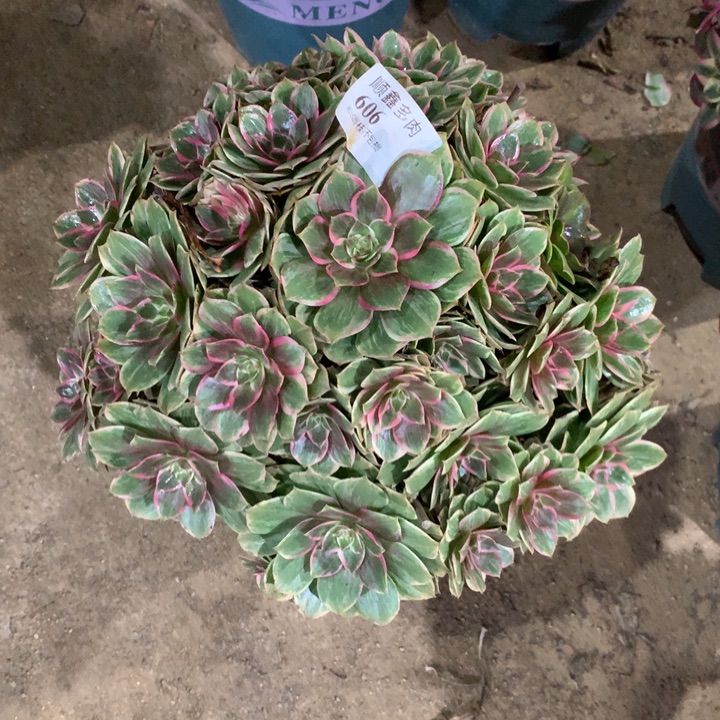 606莲花座多肉植物特价