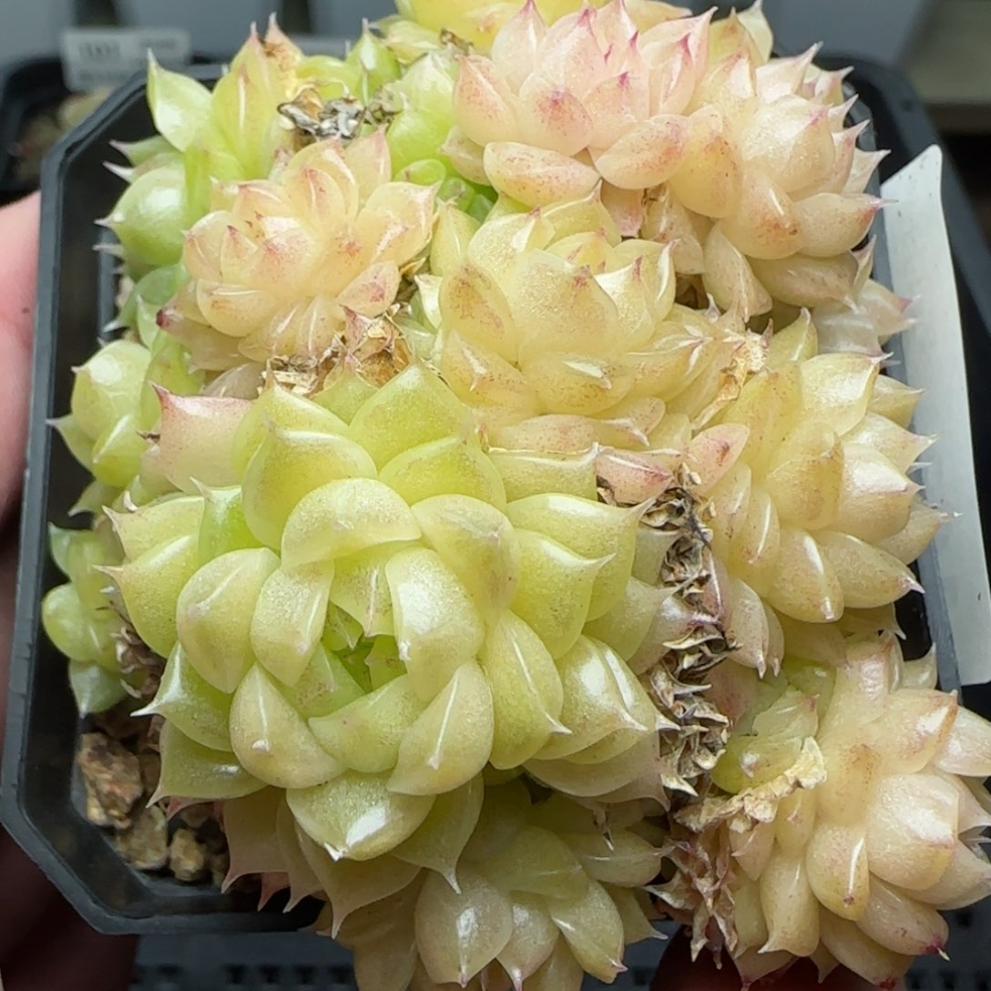 0122-103珠光麦秆