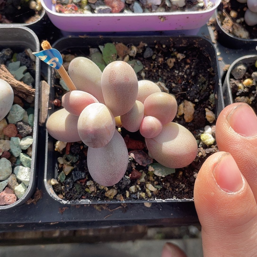 糖果奶酪 脱土发货。7