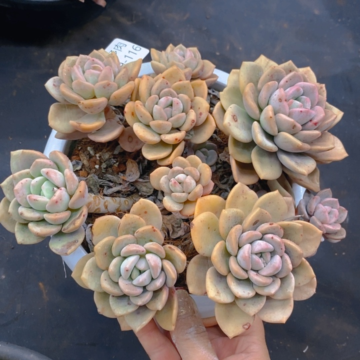 夏悦多肉0209-116白鹭