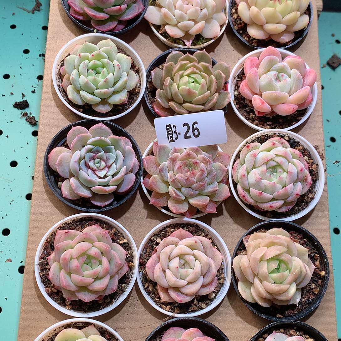 3-26一物一拍带盆18颗