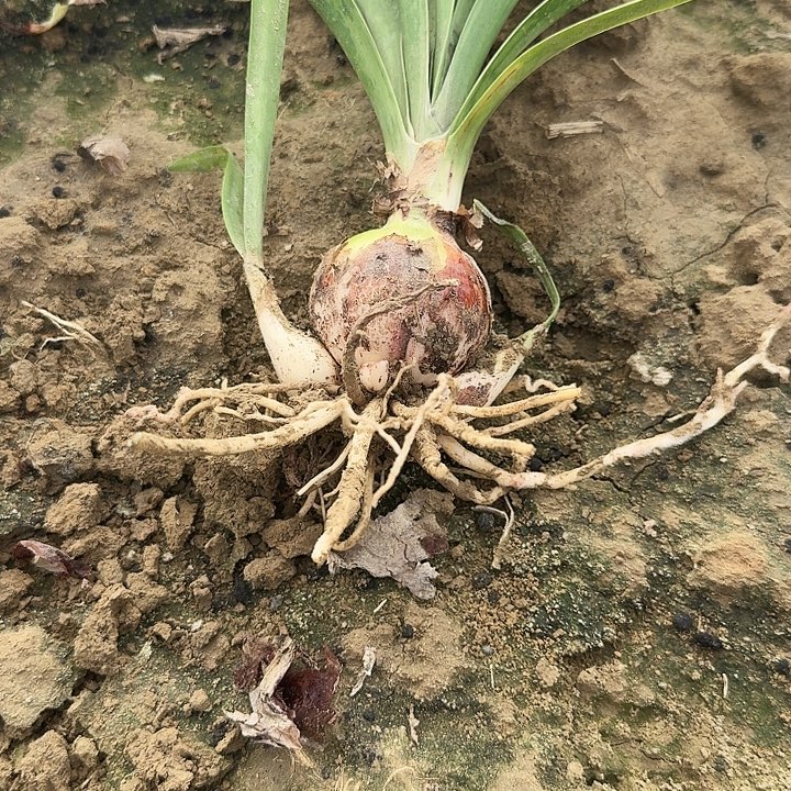 三千繁华朱顶红一棵  5.0