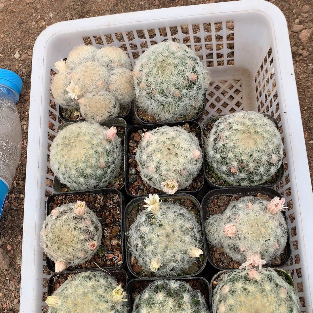 白星11棵80元带盆土发