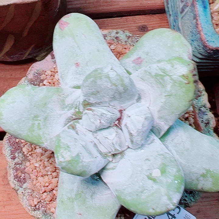 6145拇指仙女杯多肉