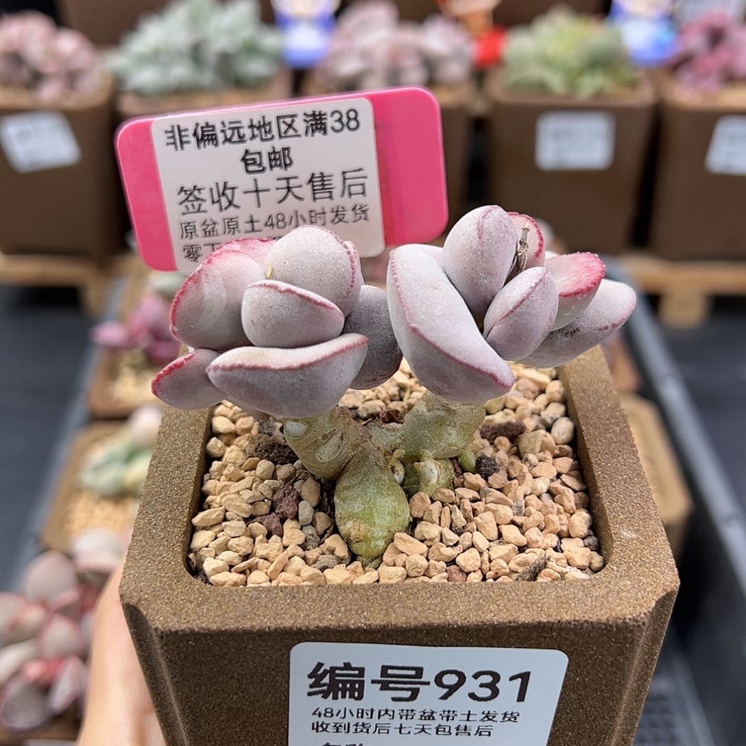 931白肌红蛋多肉