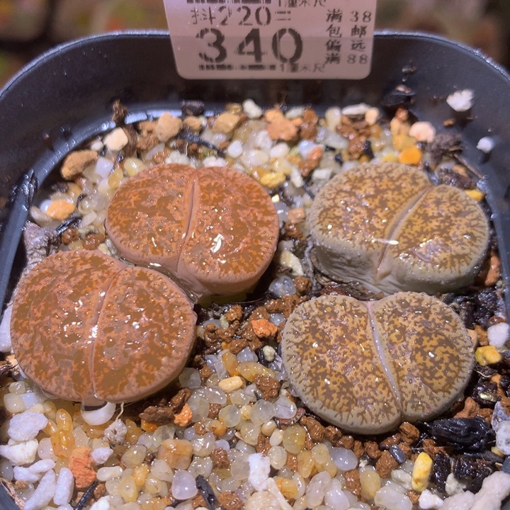 精品生石花220.340