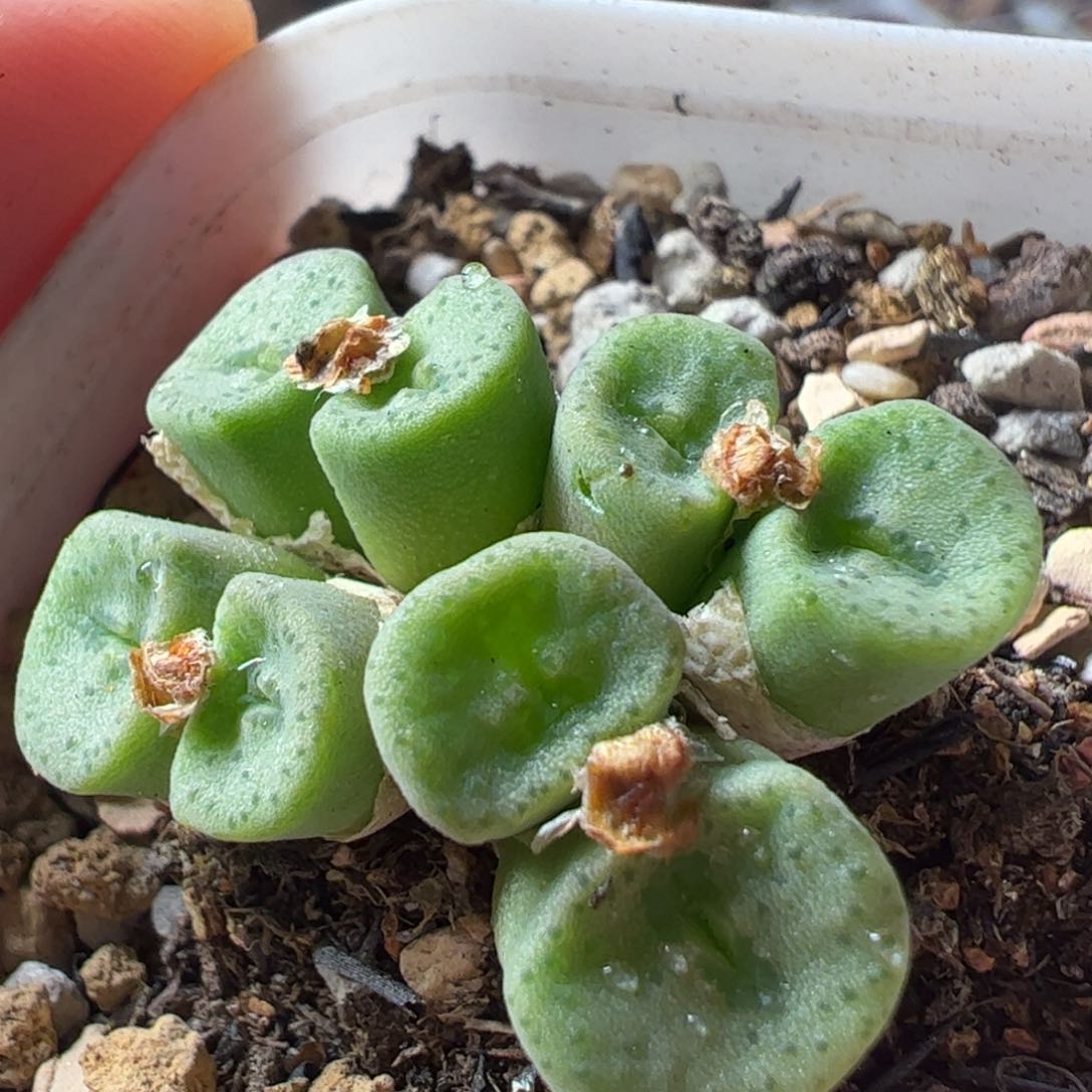 大s纽扣群多肉植物