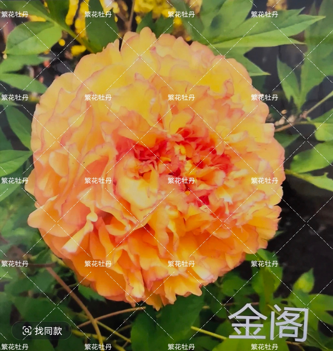 牡丹《金阁》先发肥料秋季发苗