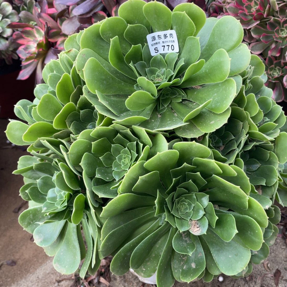 770绿杨蓉多肉法师断枝不包