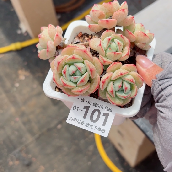 白底香草多肉多肉多肉植物