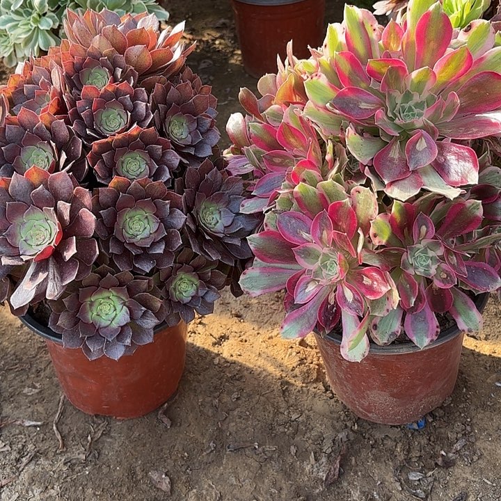 多肉植物法师2颗17