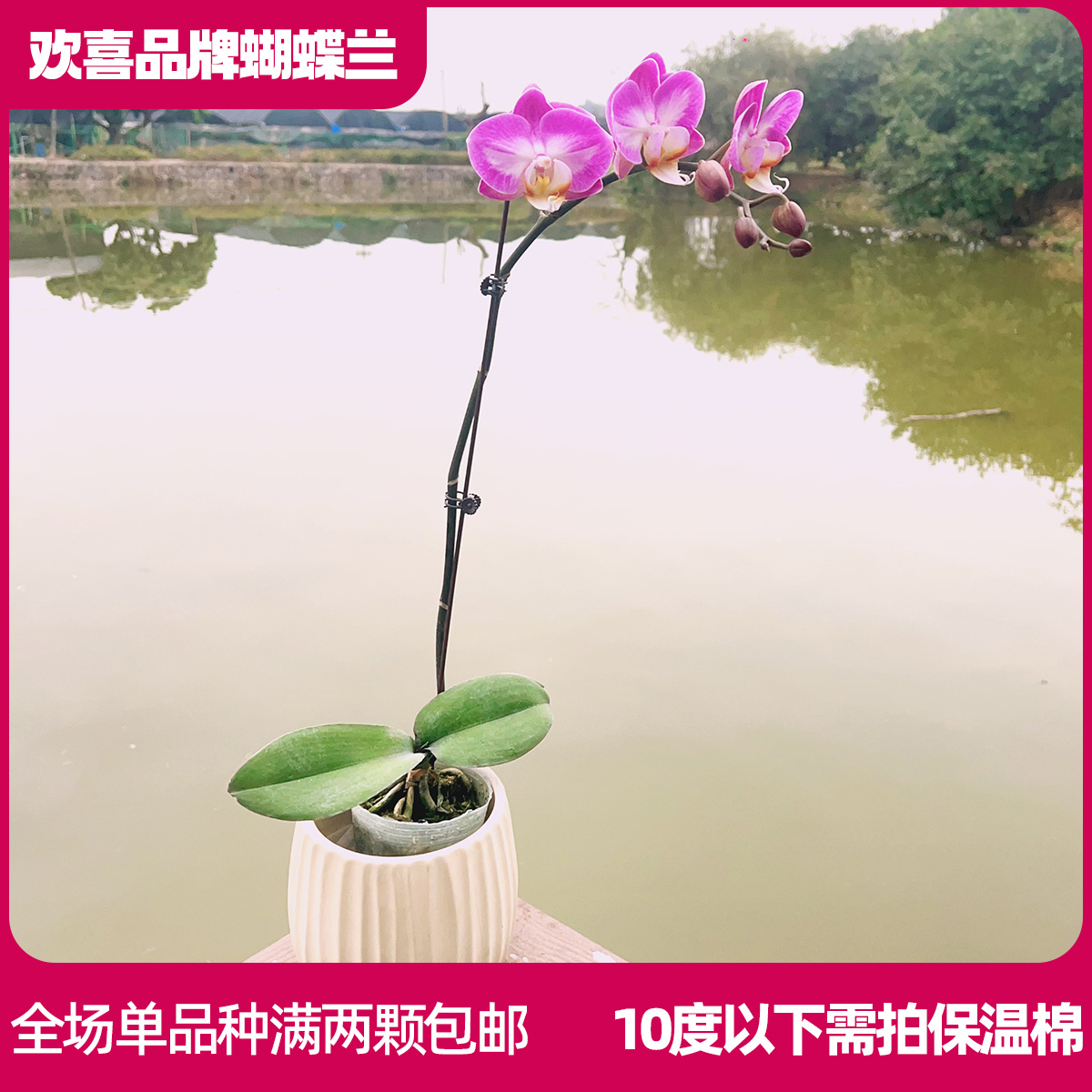 【雪山飞狐】蝴蝶兰室内绿植鲜花高级礼品