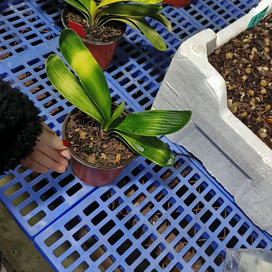 流***雨完全开放君子兰默认