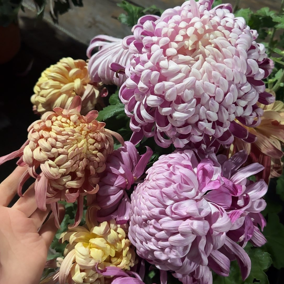 全部花朵A0000007