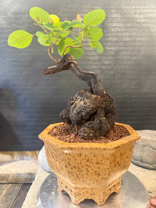 重庆奉节黄栌（产品不包邮，只在直播间销售）