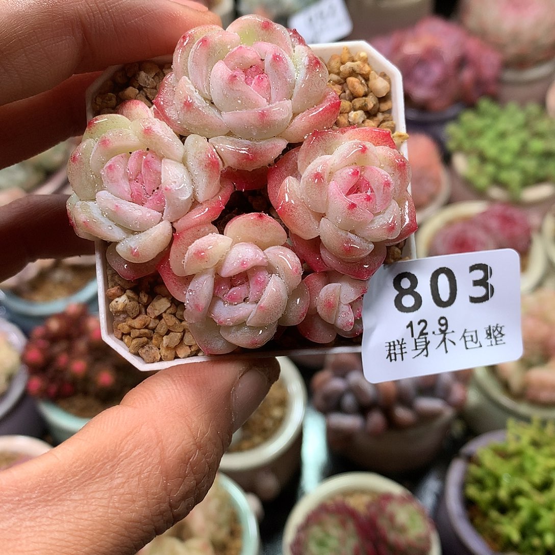 精控拇指盆12.9803