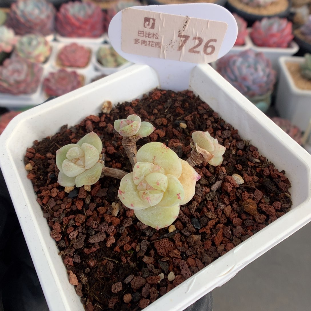 726 长腿迷你冰玉石化