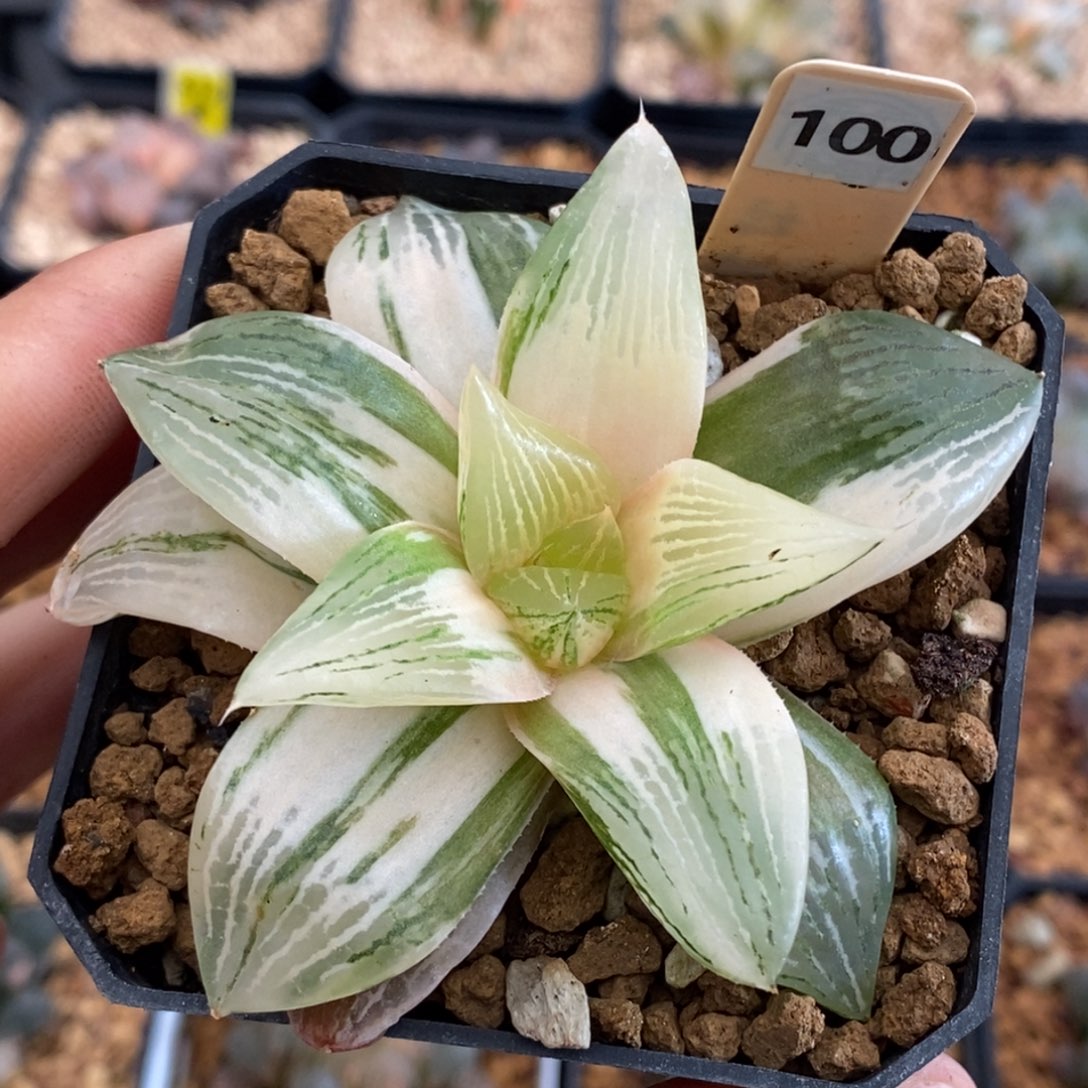 100三仙寿多肉植物