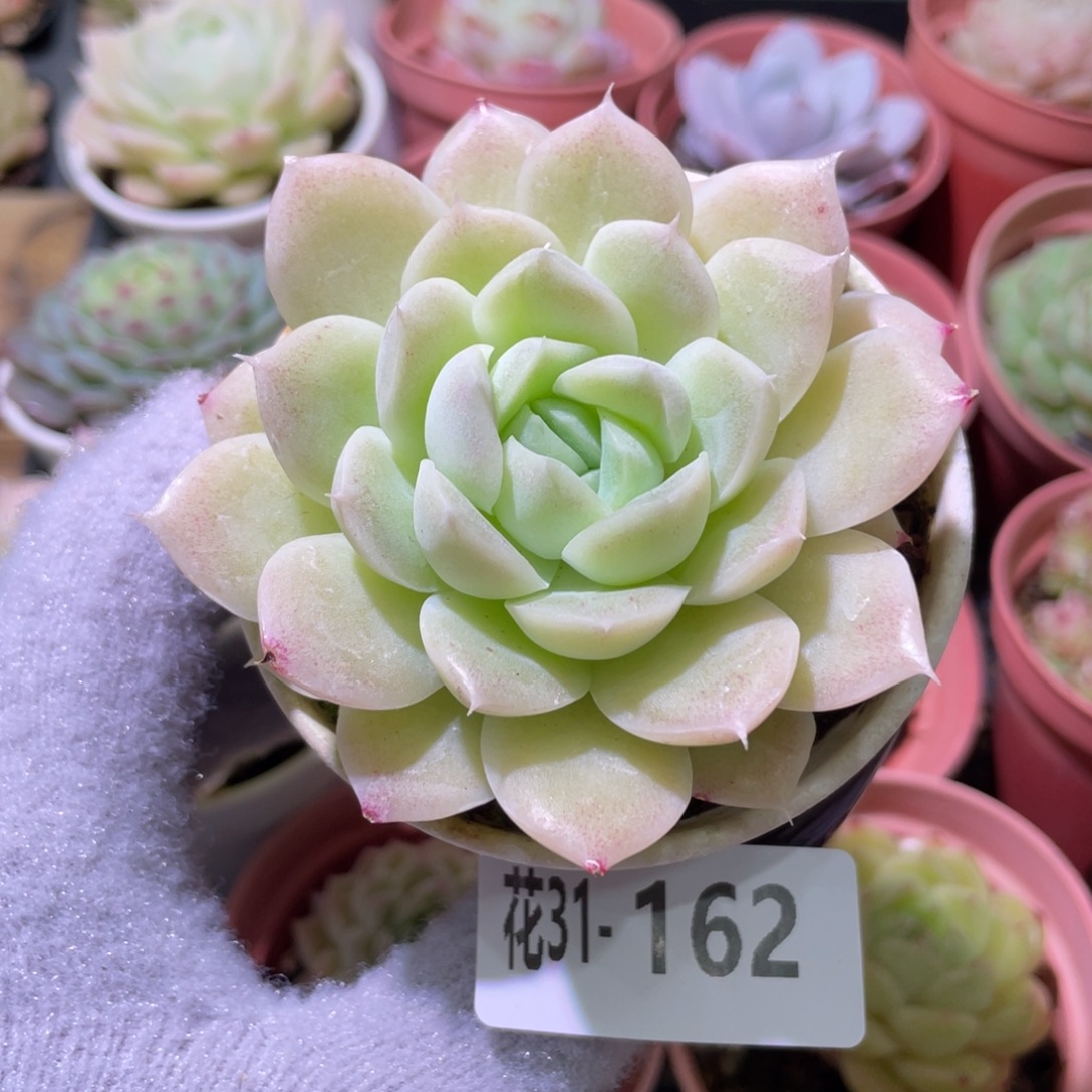 花利美31-162白冰雪女王