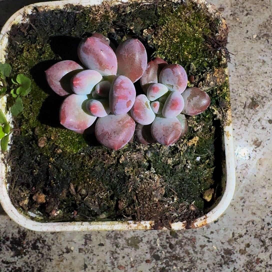 凯普盾 美人 双头 一物一拍