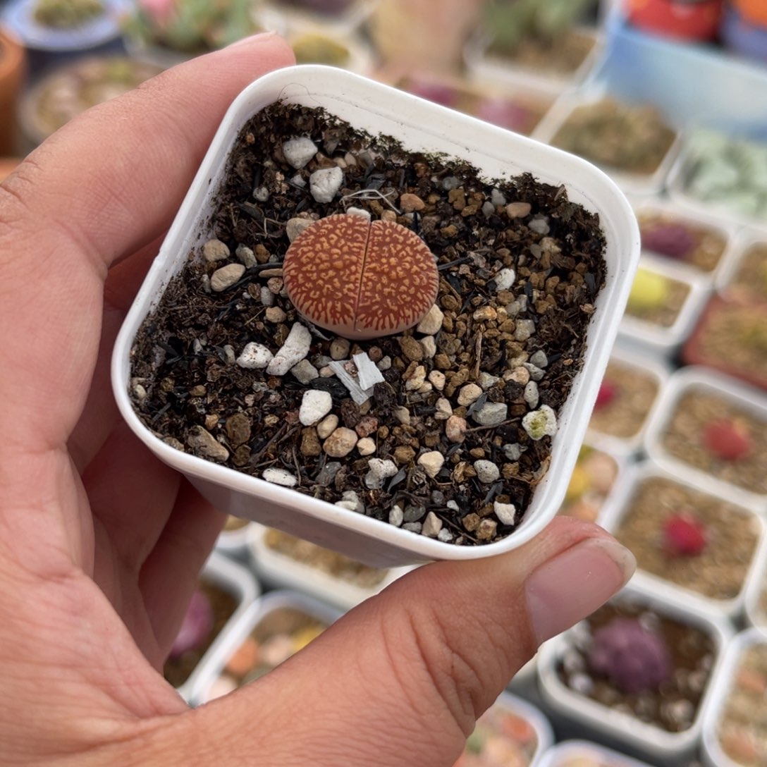 752多肉植物提取