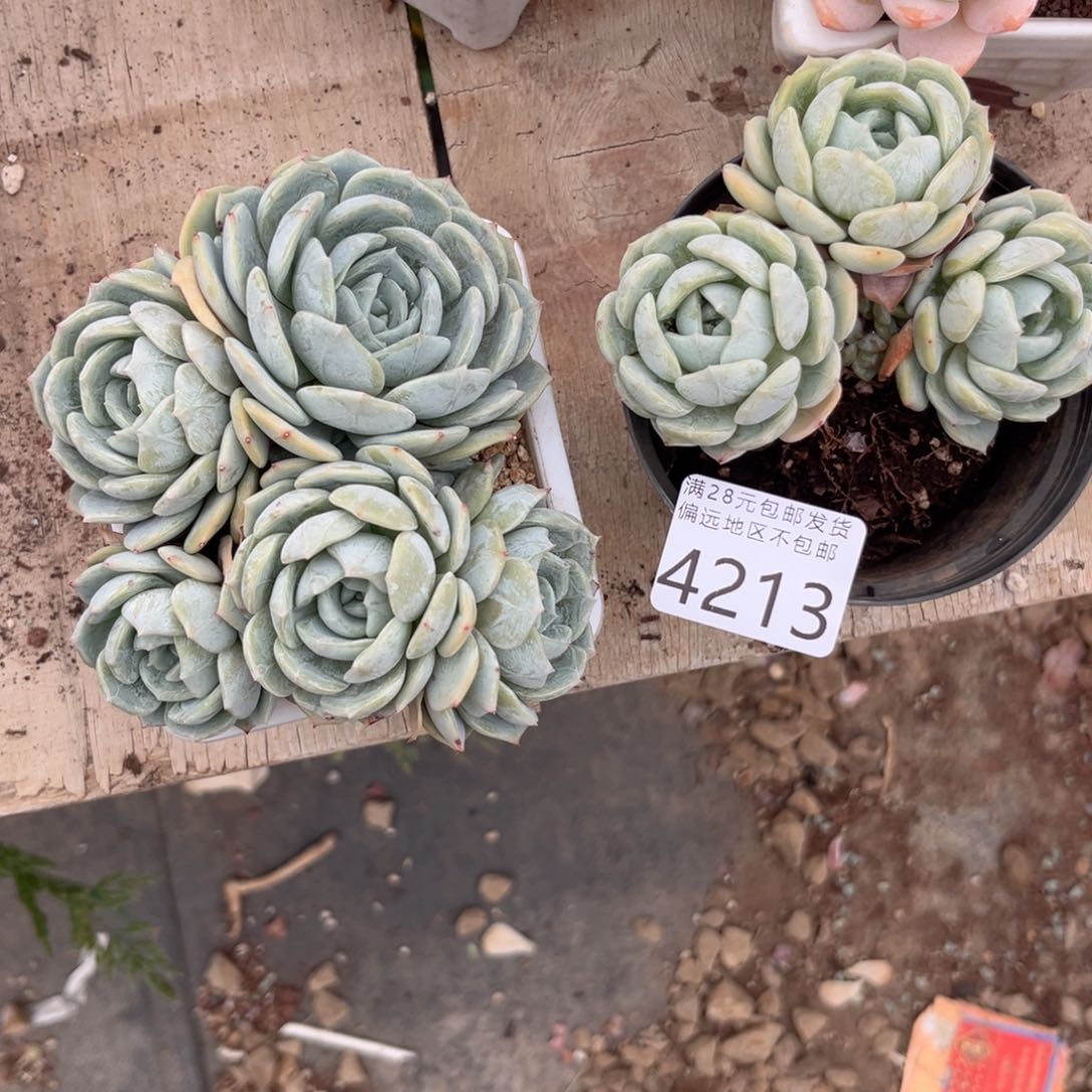 顺**然4213/，zv cb n m m