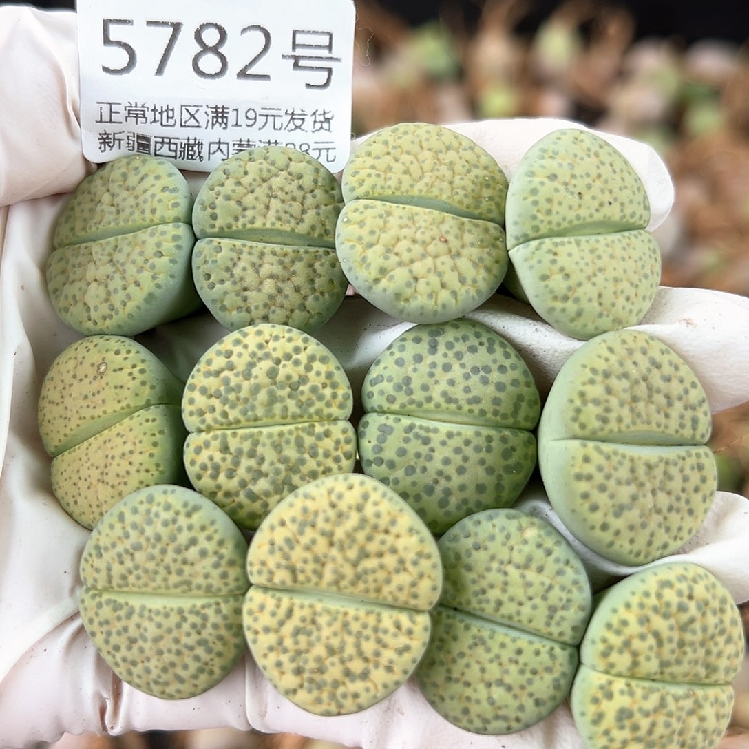 5782 好养易活生石花大母本12个