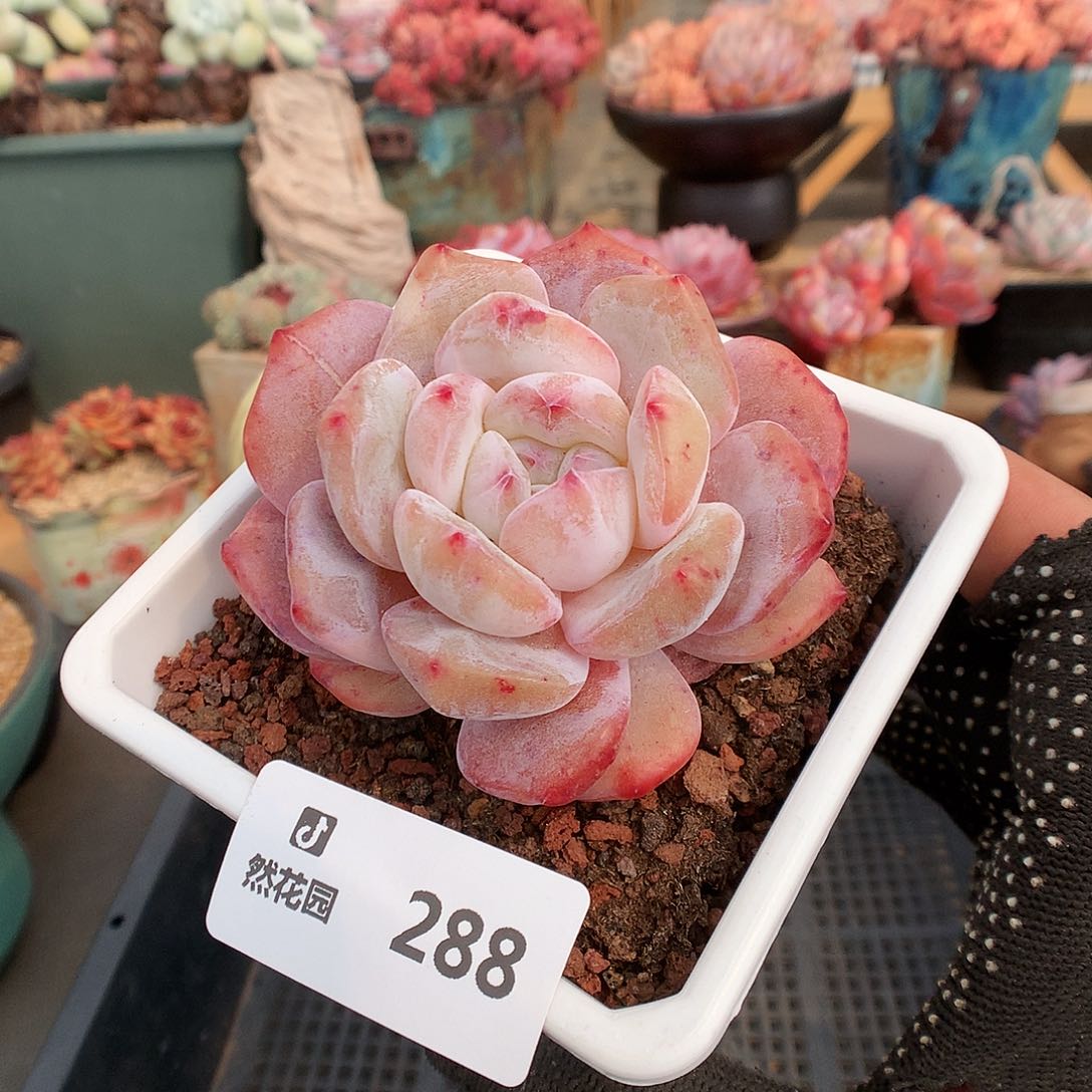 288星影石化多肉植物36