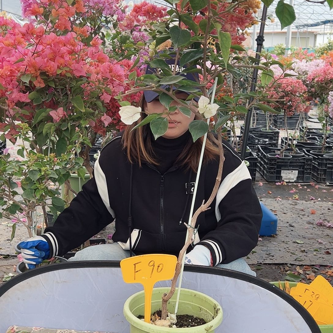 C***常大部分花苞少量开放F90红樱