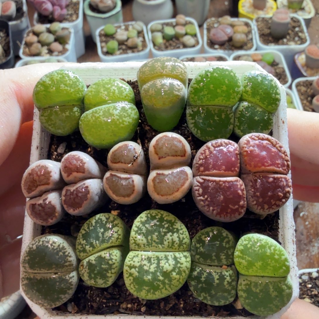 帅***我多肉植物和植物的生长发育和208