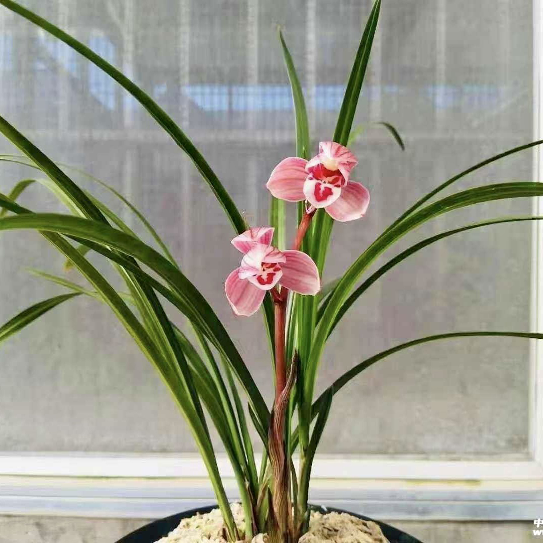 【盛世红荷】莲瓣兰名品 老种2苗 花开浓香 好养易活 对版