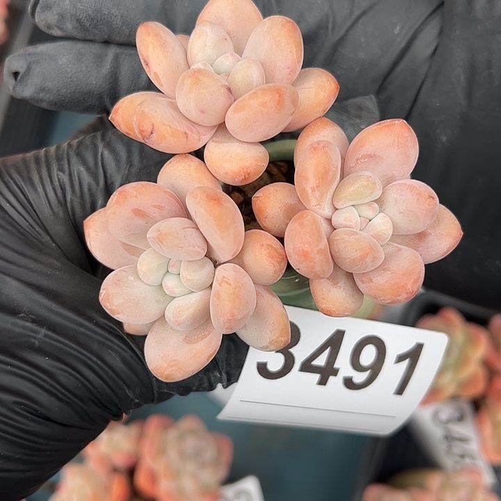 3491，三头高庄香水带盆发的