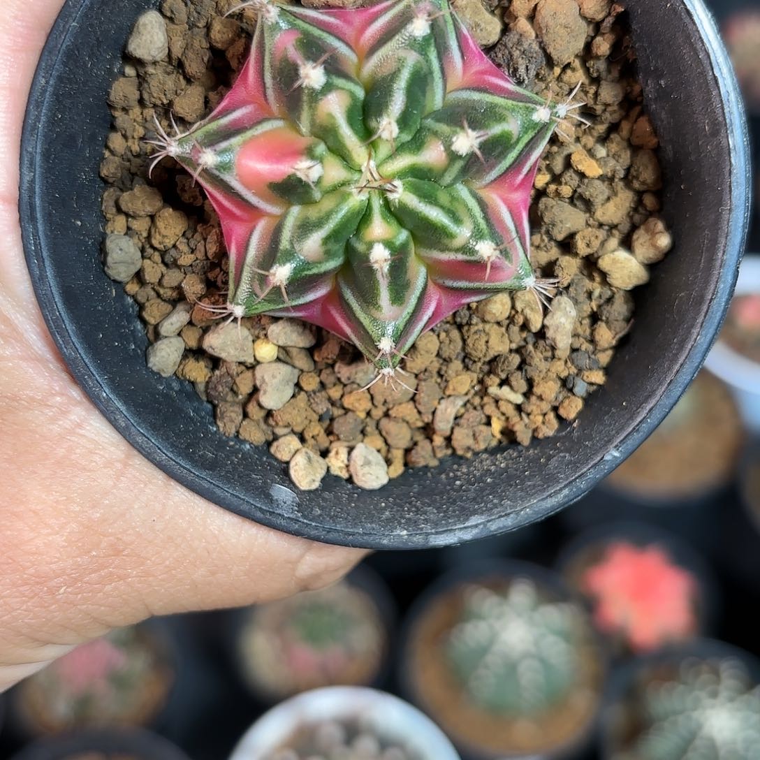 泰系米哈仙人球实生