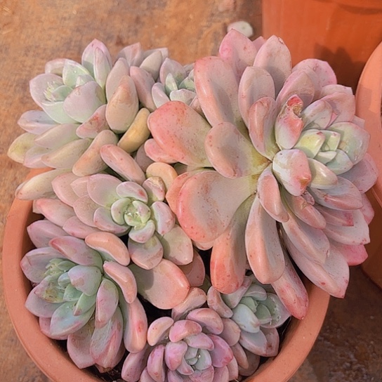 多肉植物。。。。。。。。。。。。。。。